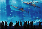 Okinawa Churaumi Aquarium